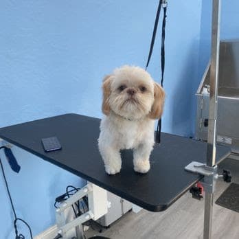Paws Inn Pet Grooming