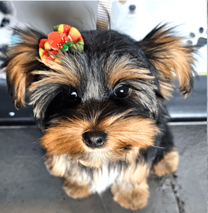 Point Loma Dog Salon N Spa