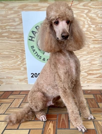 Happy Dog Baths & Grooming - Vestavia