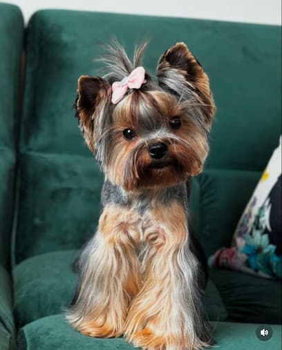 Top Dog Grooming