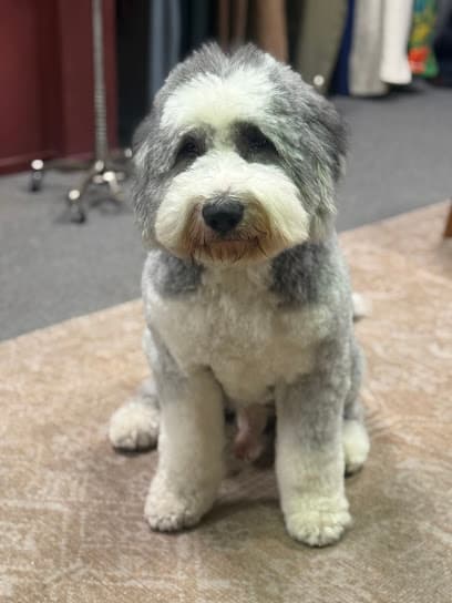 Tilt Pet Spa