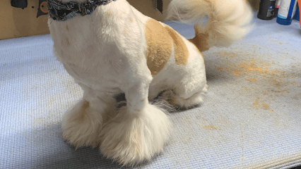 Shack In The Back Grooming