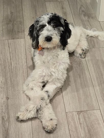 Hand to Paws