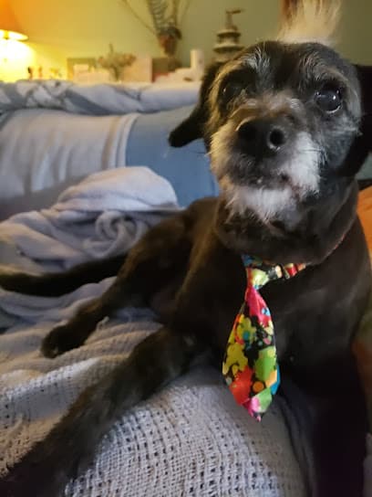 Groomer A Go-Go