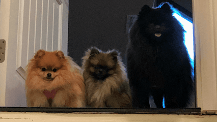 Millie's Dog World