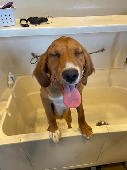 Posh Wash Dog Wash