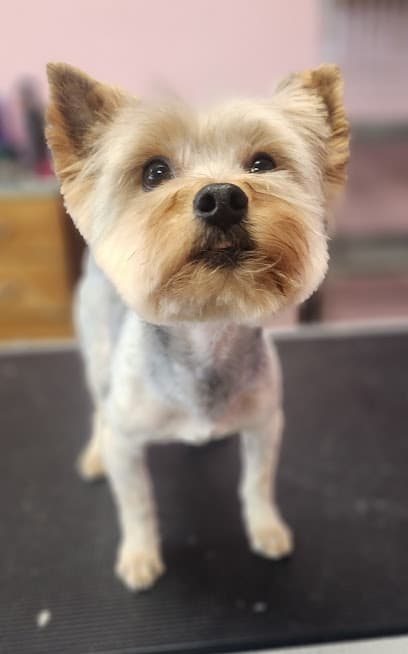 Affordable Pet Grooming