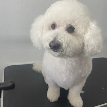 Artistic Pet Salon