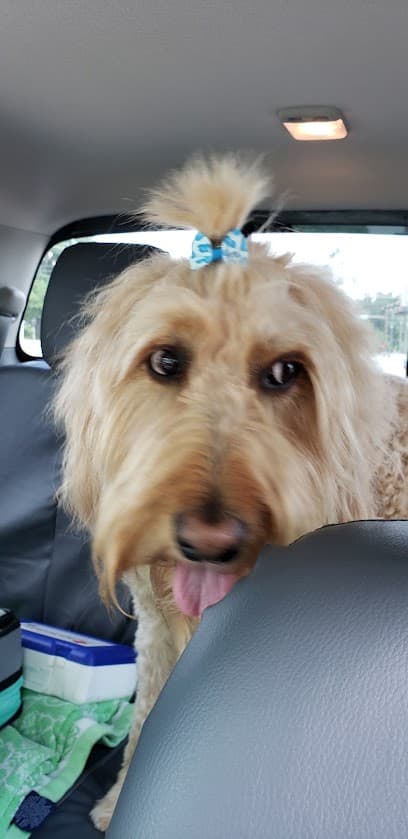 Pet Place