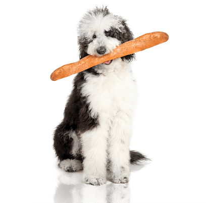 Pretty Papaya Dog