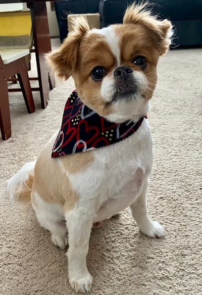 Pewaukee Dog Grooming