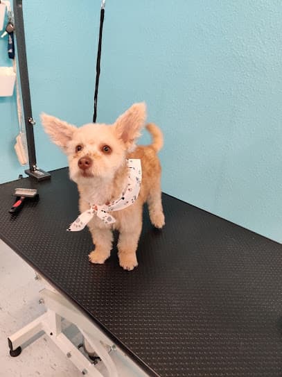 Toto's Dog Wash Self-Serve + Grooming