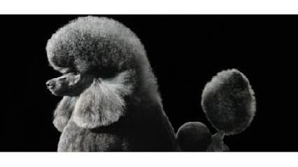 Sissy's Pet Grooming Salon