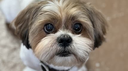 Pampered Paws Grooming Salon