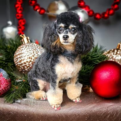 Over The Moon Dog Grooming