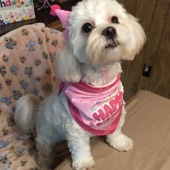 Velvet Bow Pet Grooming Eastside