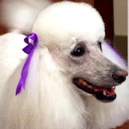Petlocks Grooming