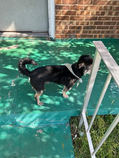 Just Be Paw's Pet Styling