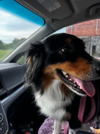 The Pawms Pet Resort Downtown