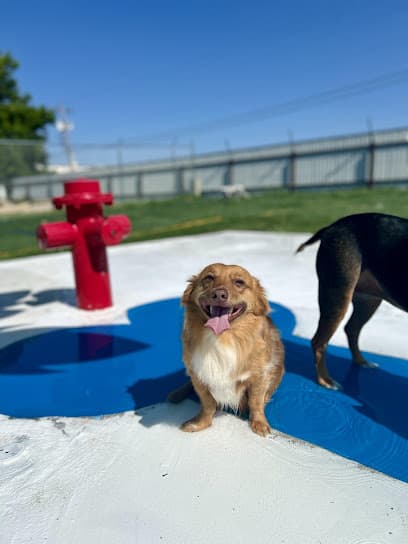 Vera's Posh Paws Moore - Dog Daycare, Boarding and Grooming
