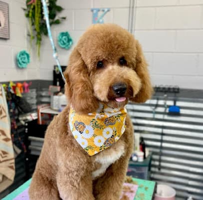 Gentle Paws Dog Grooming LLC