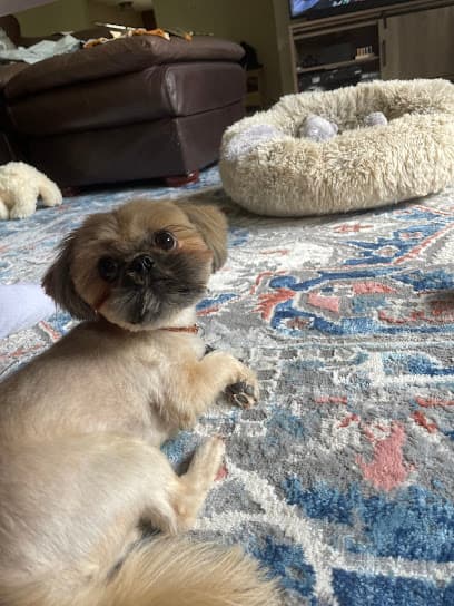 Bonnies Pet Grooming