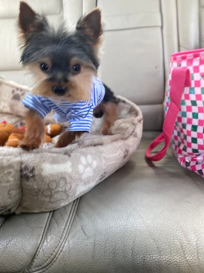 Beverly's Grooming & Boarding