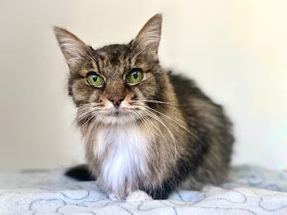 All Cats Are Beautiful: Feline Exclusive Grooming