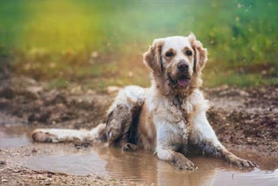 Totally Mutts Self-Service Dog Wash & Professional Grooming of Vancouver