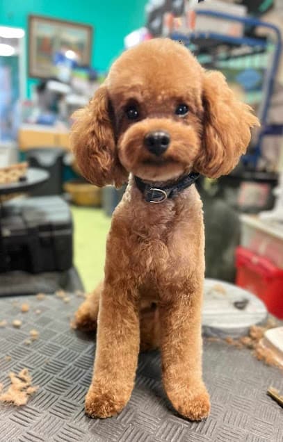 Puppy Love Pet Grooming & Boarding