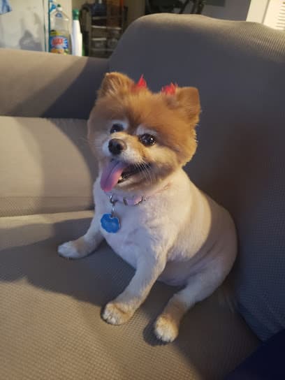 AMG Atlanta Meet The Groomers
