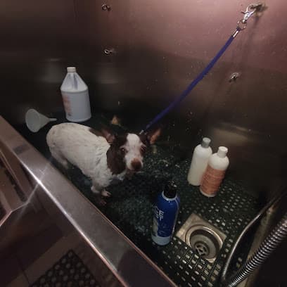 Dirty Dawgs Pet Care DIY Dog Wash & Grooming