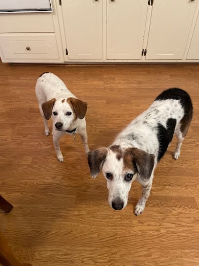 Scenthound Mountain Brook