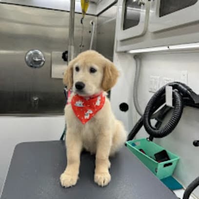 Thrifty Mobile Pet Grooming