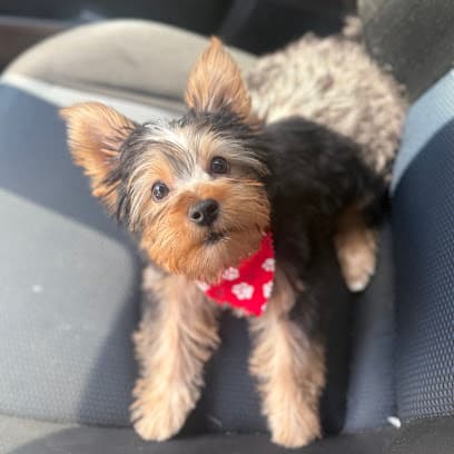 Central Bark Pet Spa & Boutique