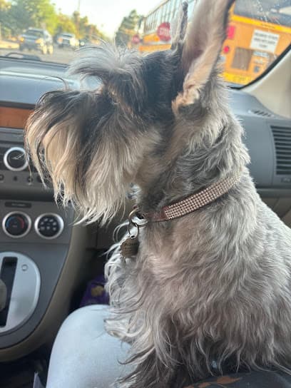 All Dogs Go To Bev