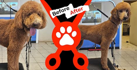 Alpha Dog Grooming Albuquerque of San Pedro