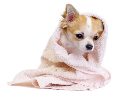 Doggy Doodle Salon & Boutique