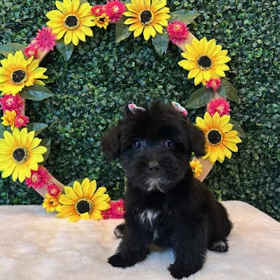 Pups Club Dog Grooming