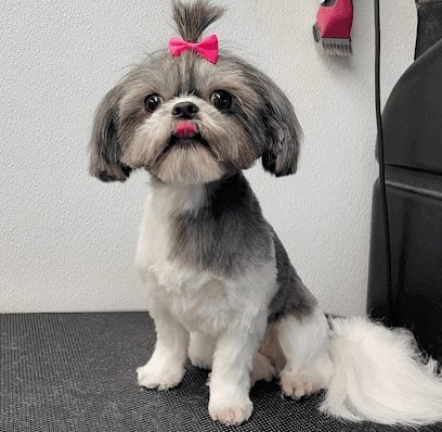 Fluffy Puppy
