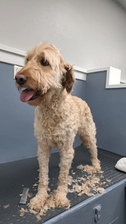 Country Pet Wash