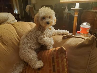 Alta Vista Pet Salon