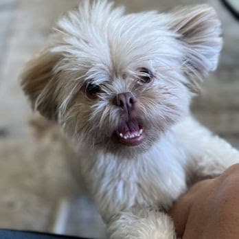 Haute Dog Pet Spa - Dog Grooming, Dog Bathing