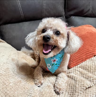 Puppy Palace Pet Grooming