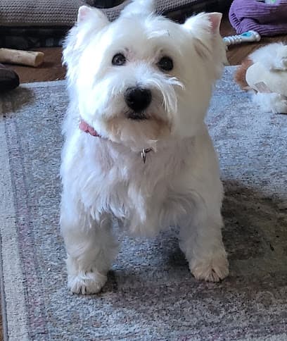 Spot On Grooming