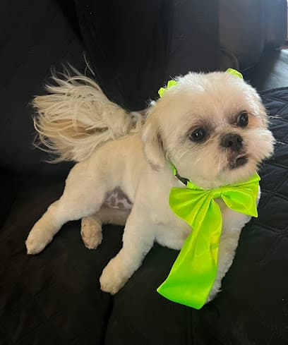 Leashes Pet Salon