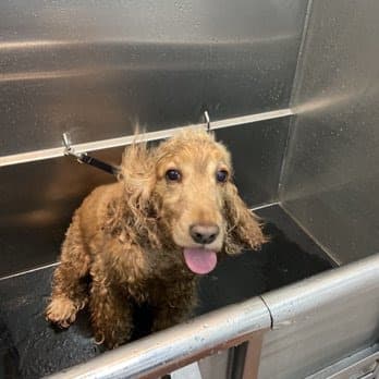 The Pet Wash