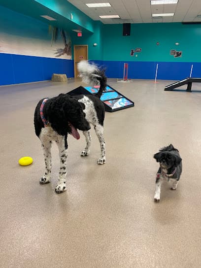 Stylin Paws Play Place