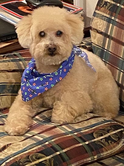 Top Dog Grooming Spa