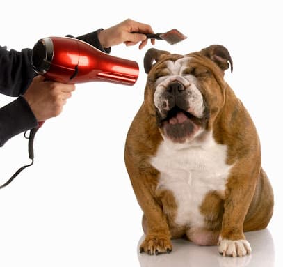 The Spotted Dog Pet Spa